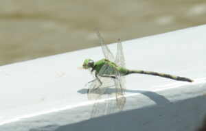 Large green dragonfly on white edge of side of boat