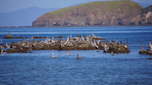 Lots of pelicans sitting on rocks and in the water