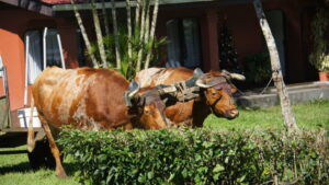 Two redish brown oxen with yoke and attached to wagon