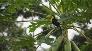 Toucan sitting in papaya tree in Costa Rica