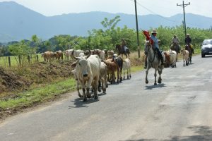 Cowboys on horses herding cows along road in Costa Rica