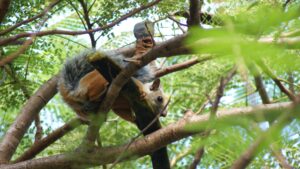 Variegated Costa Rican squirrel walking on tree branch carrying very long seed pod