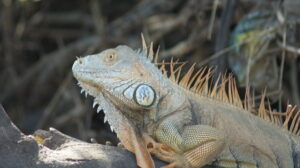 Close up of large iguana with orange spikes along back and long beard hanging down in front.