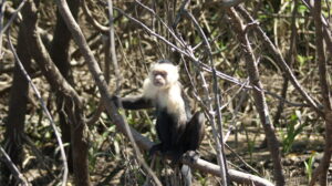 Capuchin white face monkey scout sitting on branch
