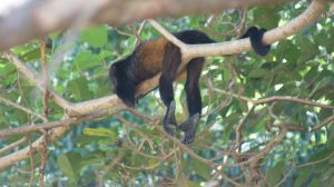 Howler Monkey laying length wise on tree branch back legs hanging down tail wrapped around branch